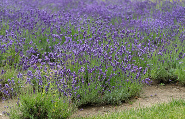 Lavender flowers on large bushes during flowering. Bright purple fragrant buds in the park.