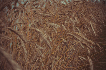 Wheat field. Ears of golden wheat close-up. Background of ripening ears of a wheat field.