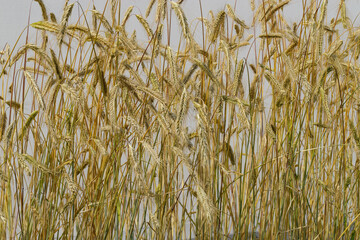 Wheat field. Ears of golden wheat close-up. Background of ripening ears of a wheat field.