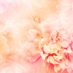 Yellow  peony  flowers  and petals peonies   Floral background.  Close-up. Nature.