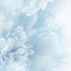 Blue  peony  flower  and petals peonies   Floral background.  Close-up. Nature.