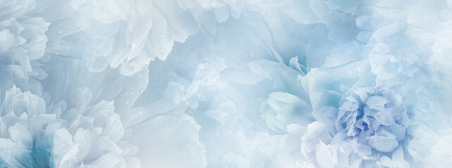 Blue  peony  flowers  and petals peonies   Floral background.  Close-up. Nature. © nadezhda F