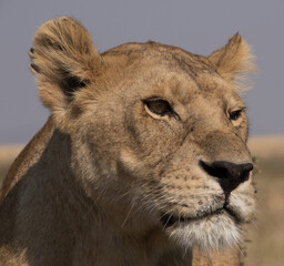 Naklejka premium A closeup of a lioness showing the head only