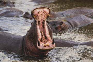 A hippopotamus with it's mouth wide open