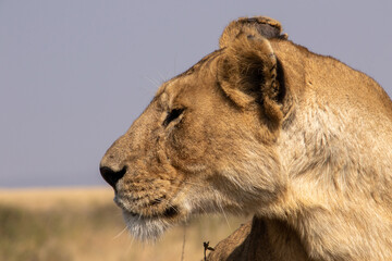 A closeup of a lioness showing the head only