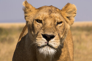 A closeup of a lioness showing the head only