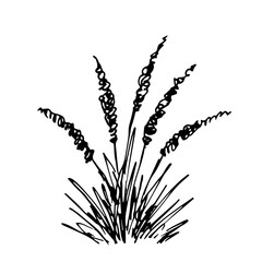 Simple hand drawn vector black outline drawing. Pampas grass bush isolated on white background. Wild steppe plant, landscape, nature. Ink sketch.