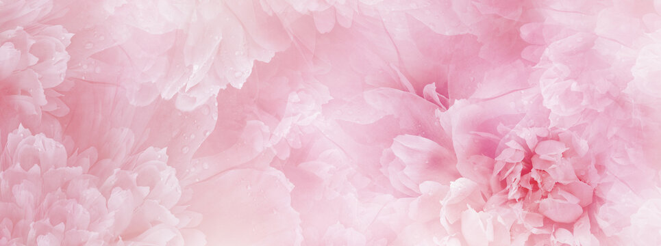 Pink  peony  flowers  and petals peonies   Floral background.  Close-up. Nature.