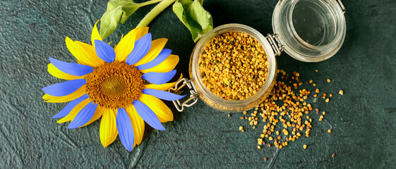 Jar of bee pollen and sunflower in colors of Ukrainian flag  on dark background
