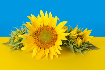 Beautiful sunflowers against flag of Ukraine