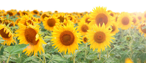 Banner with beautiful sunflower field on summer day
