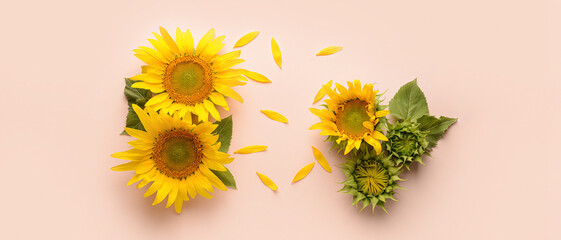 Beautiful sunflowers on color background, top view © Pixel-Shot