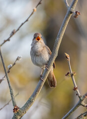 The thrush nightingale - male bird at the wet fields in spring