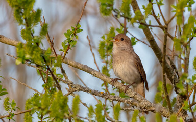 The thrush nightingale - male bird at the wet fields in spring