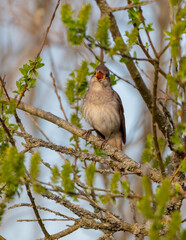 The thrush nightingale - male bird at the wet fields in spring