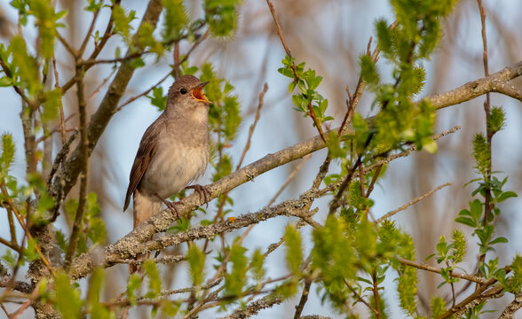 The thrush nightingale - male bird at the wet fields in spring
