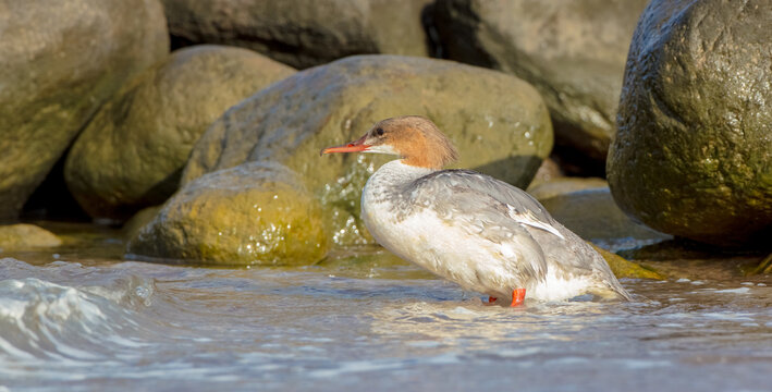 Common merganser  - young bird at the seashore on the autumn migration way