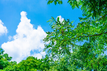 真夏の青空