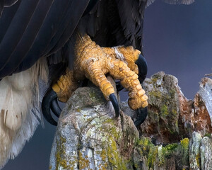 Closeup of a Bald Eagle's talon on a lichen covered post
