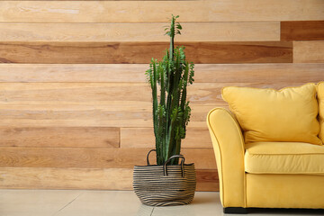 Big cactus and yellow sofa near wooden wall