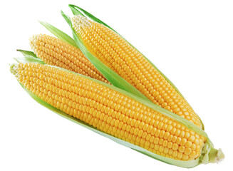 raw corn on the cob, sweet corn skin, isolated on white background, organic, agriculture, nature, healthy eat