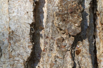 Tree bark. Wood moss. Abstract background. Macro.