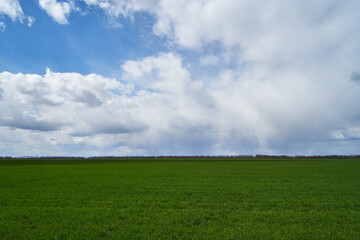Image of a field of young wheat.