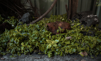 Jardinera frondosa con piedras