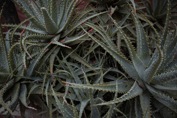 Cactus azul con grandes espinas 