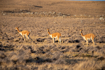 Vicuñas al atardecer