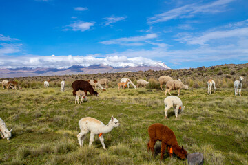 Alpacas en la sierrra peruana