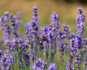 bee sucking nectar from purple lavender flowers