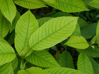 Naklejka na ściany i meble Green leaf background of Kratom or Mitragyna speciosa tree, Medicinal plant leaves