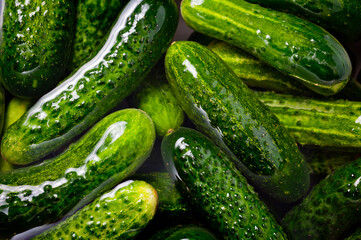 Fresh juicy clean cucumbers lying tightly next to each other. Preparing for conservation and salting.