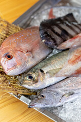 新鮮な魚