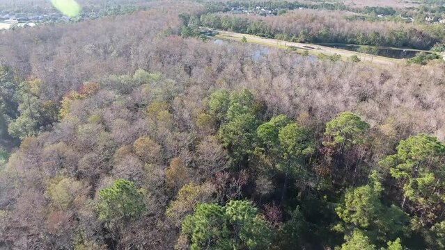 Orlando Florida Forest In Neighborhood During Winter