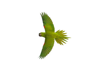 Colorful parrot isolated on white background.