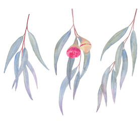 Eucalyptus twigs set watercolor illustration. Hand drawn eucalyptus leaves and flowers on isolated background. Australian medicinal plant. For packaging and postcard design.	