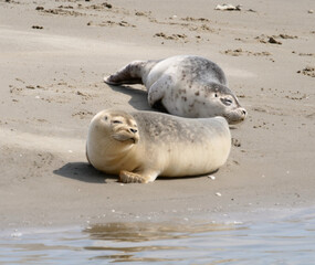 zwei Robbenbabies am Strand