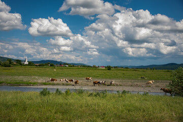 Romania, Bistrita, Cow herd on the river bank
  Sieu, in the Cristur Sieu area,2021