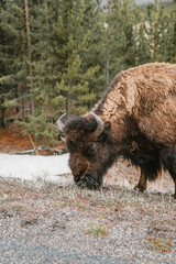 American Bison at Yellow Stone National Park, Wyoming