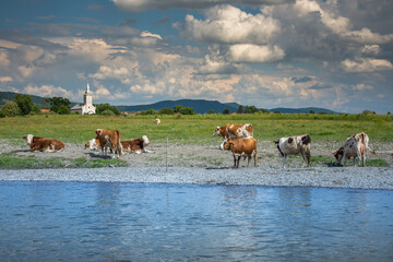 Romania, Bistrita, Cow herd on the river bank
  Sieu, in the Cristur Sieu area,2021