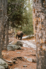Fototapeta na wymiar American Bison at Yellow Stone National Park, Wyoming