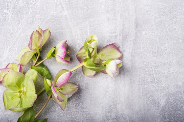 Beautiful hellebore flower, floral flat lay feminine background