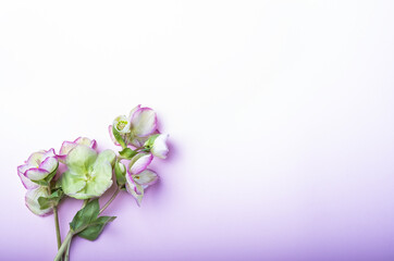 Obraz na płótnie Canvas Beautiful hellebore flower, floral flat lay feminine background