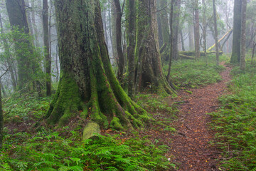 path in misty forest