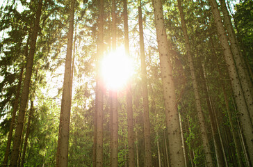 Fototapeta na wymiar Beautiful morning light in a tall pine forest. Calming nature background 