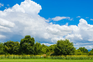 青空と白い雲とひまわり畑　奈良県馬見丘陵公園