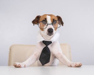 Dog Jack Russell Terrier dressed in a tie and glasses sits at a desk. 