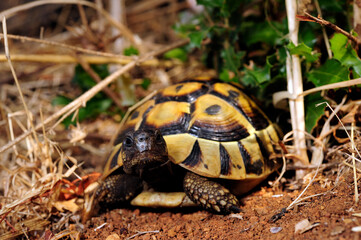 Griechische Landschildkröte // Eastern Hermann's tortoise (Testudo hermanni boettgeri) -...